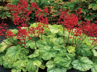 ​HEIHĒRA / HEUCHERA „TOKYO”