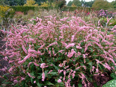 SŪRENE SVEČVEIDA   / PERSICARIA AMPLEXICAULIS „PINKELEPHANT”