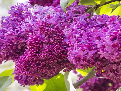 ​CERIŅŠ PARASTAIS / Syringa vulgaris „CHARLES JOLY”