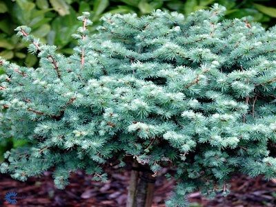 ​LAPEGLE JAPĀNAS / LARIX KAEMPFERI “BLUE DWARF”