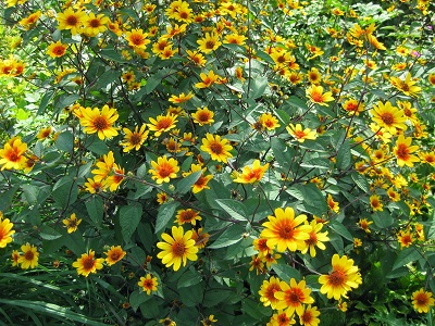 saulesactiņa skarbā „SUMMER NIGHTS” siguldasdarznieks_ziemcietes_heliopsis