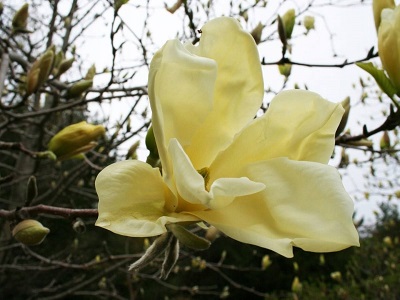 MAGNOLIJA / Magnolia „GOLDEN DREAM”