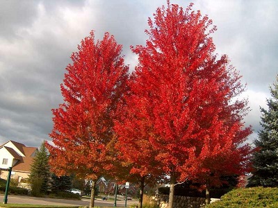 ​KĻAVA SARKANĀ / Acer rubrum