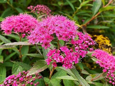 SPIREJA JAPĀNAS / SPIRAEA JAPONICA “ANTHONY WATERER”