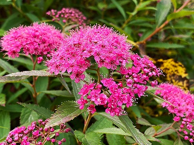 SPIREJA JAPĀNAS / SPIRAEA JAPONICA “ANTHONY WATERER”