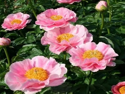 ​PEONIJA HIBRĪDĀ / Paeonia hybride „SALMON DREAM”