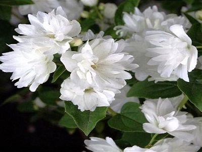 FILADELFS PARASTAIS JASMĪNS / Philadelphus coronarius „FROSTY MORN”