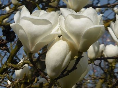 MAGNOLIJA SULANŽA / Magnolia x soulangeana „LENNEI ALBA”